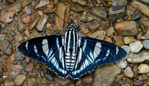 Sosia Skipper, Jemadia sosia (Mabille, 1878). Caranavi, Bolivia november 9, 2017 Photographer; Hiroaki Takenouchi