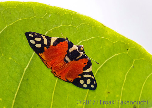 Rubina Metalmark, Symmachia rubina seperata (Lathy, 1932).  Caranavi, Bolivia november 9, 2017. Photographer; Hiroaki Takenouchi