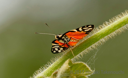 Rubina Metalmark, Symmachia rubina seperata (Lathy, 1932).  Caranavi, Bolivia november 9, 2017. Photographer; Hiroaki Takenouchi