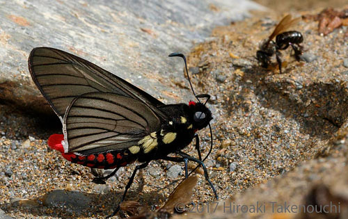 Scarlet-tipped Loner, Mysarbia sejanus ssp. erythrostigma (Rber, 1925).  Vagantes, Coroico, Yungas, Bolivia  november 13, 2017. Photographer; Hiroaki Takenouchi