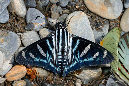 Jemadia albescens (Röber, 1925). Vagantes, Coroico, Yungas, Bolivia november 4, 2017. Photographer; Hiroaki Takenouchi