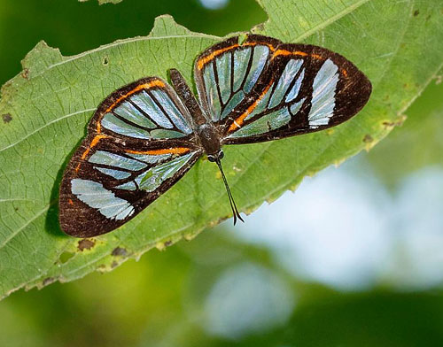 Clearwing Metalmark, Ithomiola floralis celtilla (Hewitson, 1870), Death Road, Yungas, Bolivia november 2, 2017. Photographer; Hiroaki Takenouchi