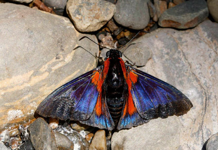 Spatiosa Skipper, Yanguna spatiosa aspilos (Herrich-Schaffer,1855). Death Road, Yungas, Bolivia  november 2, 2017. Photographer; Hiroaki Takenouchi