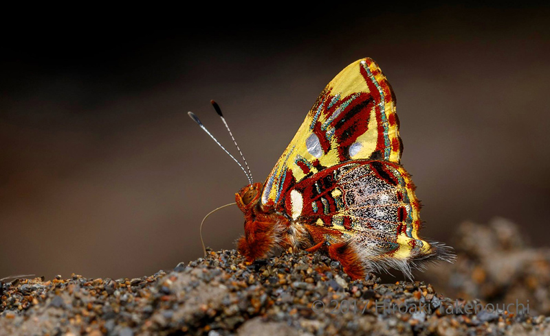 Principalis Jewelmark, Anteros principalis (Hopffer, 1874).Vagantes, Coroico, Yungas, Bolivia november 4, 2017. Photographer; Hiroaki Takenouchi