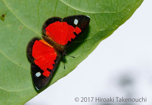 Mesene sp.? Caranavi, Yungas, Bolivia  november 9, 2017. Photographer; Hiroaki Takenouchi