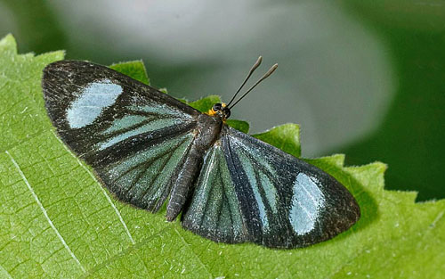 Celina Metalmark, Chimastrum celina (H. Bates, 1868). Caranavi, Bolivia november 9, 2017. Photographer; Hiroaki Takenouchi