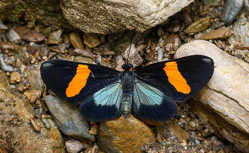 Chamaelimnas splendens (Grose-Smith, 1902).  Caranavi, Yungas, Bolivia november 10, 2017. Photographer; Hiroaki Takenouchi