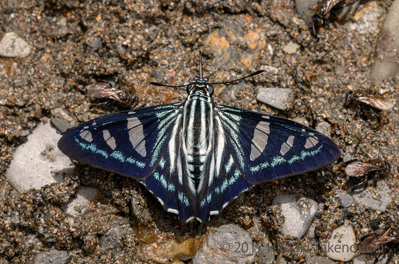 Mangrove Skipper, Phocides pigmalion (Cramer, 1779).  Vagantes, Coroico, Yungas, Bolivia  november 13, 2017. Photographer; Hiroaki Takenouchi