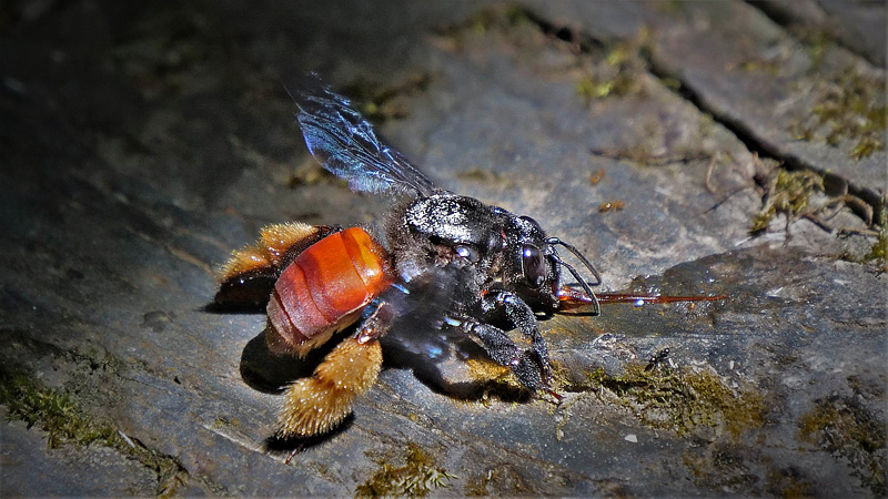 Probably Giant Bee, Epicharis conica? comments; Peter Møllmann. Caranavi, Yungas, Bolivia january 21, 2018. Photographer; Peter Møllmann