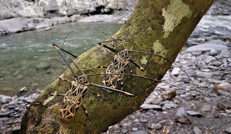 Harlequin Beetle, Acrocinus longimanus (Linnaeus, 1758). Pusiliani, Caranavi, Yungas, Bolivia february 10, 2018. Photographer; Peter Mllmann