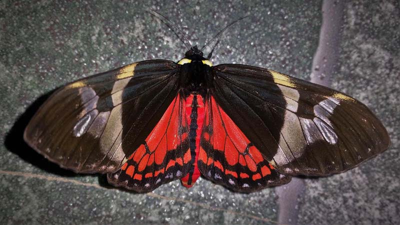 Dysschema marginalis (Walker, 1855) family; Erebidae. Caranavi, Yungas, Bolivia february 22, 2018. Photographer; Peter Mllmann