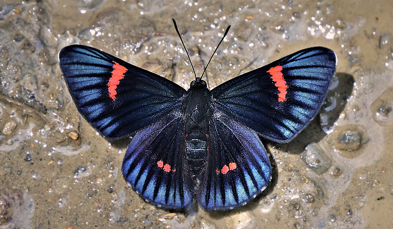 Bellona Metalmark, Necyria bellona ssp. bellona (Westwood, 1851). Coroico, Yungas, Bolivia december 17, 2017. Photographer; Peter Mllmann