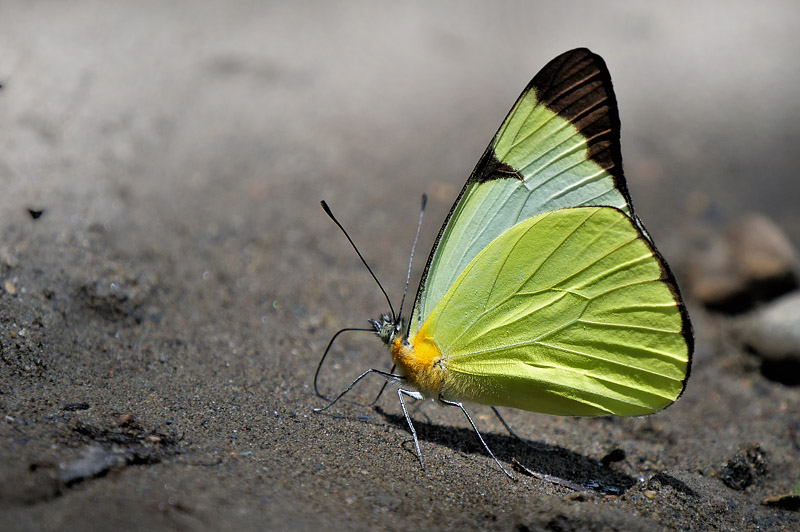 Common Melwhite, Melete lycimnia ssp. aelia (C. Felder & R. Felder, 1861).  Santa Barbara, Yungas, Bolivia november 30, 2017. Photographer; Peter Mllmann