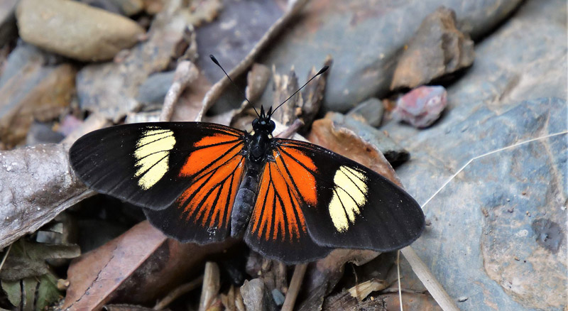 Acraea Mimic, Castilia perilla (Hewitson, 1852). Highlands near Caranavi, Yungas, Bolivia december 3, 2017. Photographer; Peter Mllmann