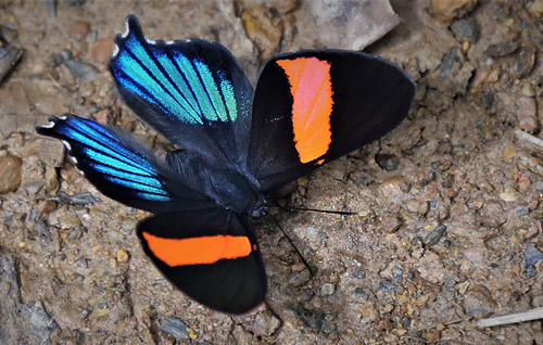 Miranda Metalmark, Ancyluris inca miranda (Hewitson, 1874) male. Caranavi, Yungas, Bolivia december 7, 2017. Photographer; Peter Mllmann