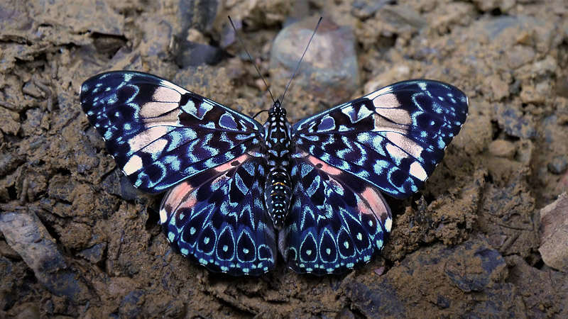 Turquoise Cracker, Hamadryas arinome ssp. arienis (Godman & Salvin, 1883). Caranavi, Yungas, Bolivia december 8, 2017. Photographer; Peter Mllmann