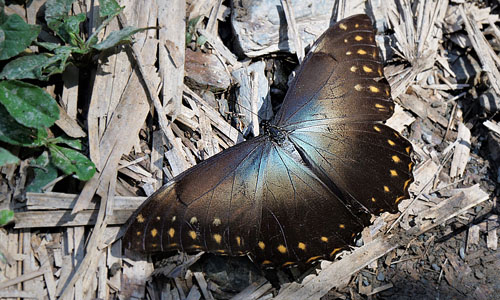 Morpho telemachus ssp. exsusarion (Le Moult & Ral, 1962). Pusiliani, Caranavi, Yungas, Bolivia december 9, 2017. Photographer; Peter Mllmann