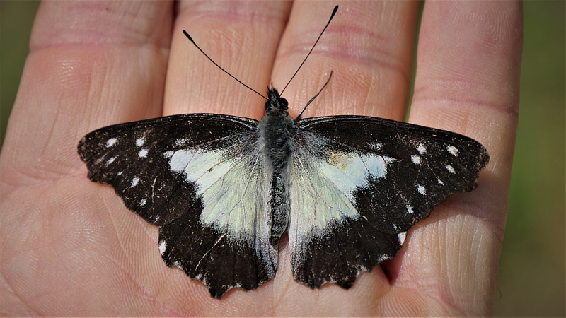 Leodonta zenobina (Hopffer, 1869). Ecovia, Coroico, Yungas, Bolivia december 16, 2017. Photographer; Peter Mllmann