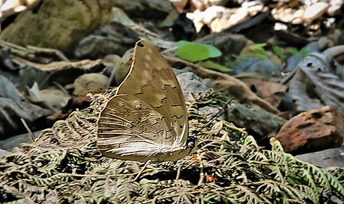 Two-spotted Prepona, Archaeoprepona demophoon ssp. andicola (Fruhstorfer, 1904).  Rio Broncini, Caranavi, Yungas, Bolivia december 31, 2017. Photographer; Peter Mllmann