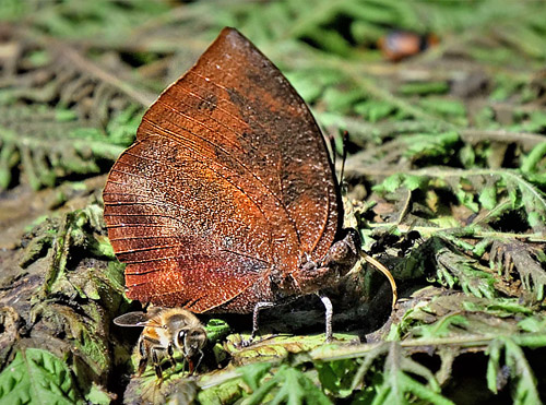 Memphis mora montana (Rber, 1916).  Rio Broncini, Caranavi, Yungas, Bolivia december 31, 2017. Photographer; Peter Mllmann