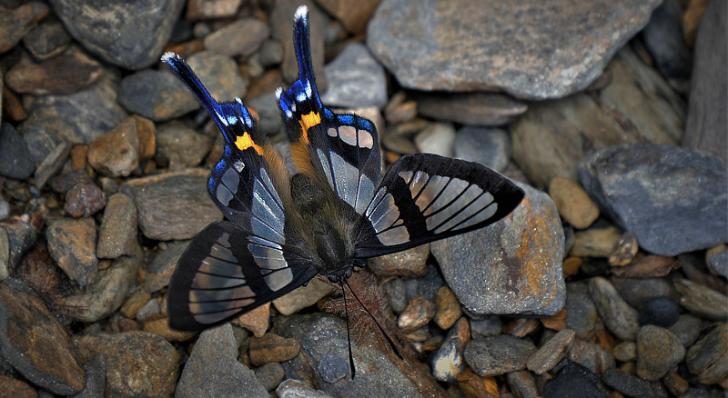 Andean Bee Butterfly, Chorinea sylphina (H. Bates, 1868). Coroico, Yungas, Bolivia december 17, 2017. Photographer; Peter Mllmann