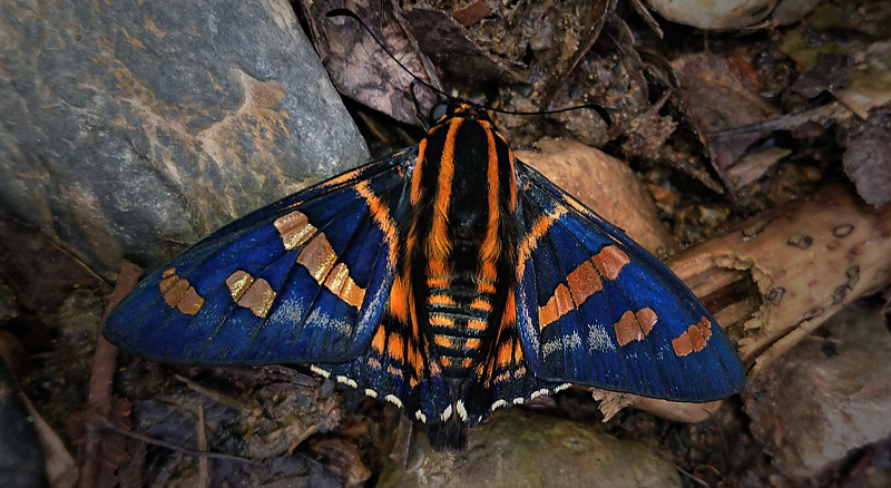 Maybe a Sela Skipper, Mimardaris sela ssp. chanchamayonis (Draudt, 1924).  Caranavi, Yungas, Bolivia december 27, 2017. Photographer; Peter Mllmann