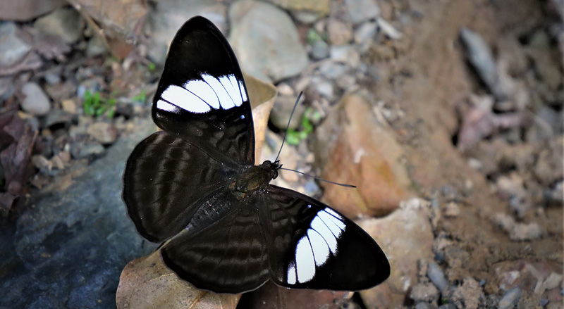 White-barred Sister, Adelpha epione ssp. agilla ( Fruhstorfer, 1907).  Rio Broncini, Caranavi, Yungas, Bolivia december 31, 2017. Photographer; Peter Mllmann