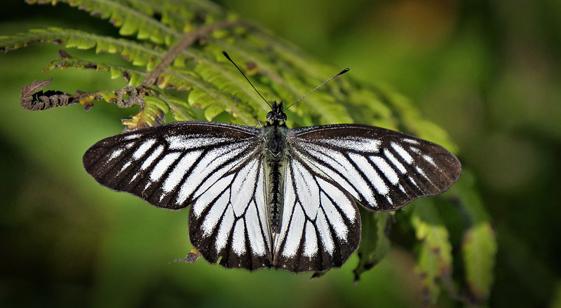 Darkened Dartwhite, Catasticta ctemene ssp. alma (Hopffer, 1874).  Coroico, Yungas, Bolivia december 16, 2017. Photographer; Peter Mllmann