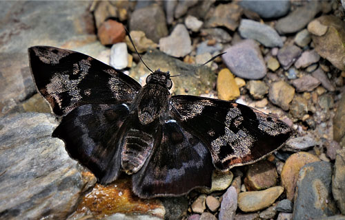 Maybe a Large Spurwing, Antigonus nearchus (Latreille, 1817)?  Rio Broncini, Caranavi, Yungas, Bolivia december 29, 2017. Photographer; Peter Mllmann