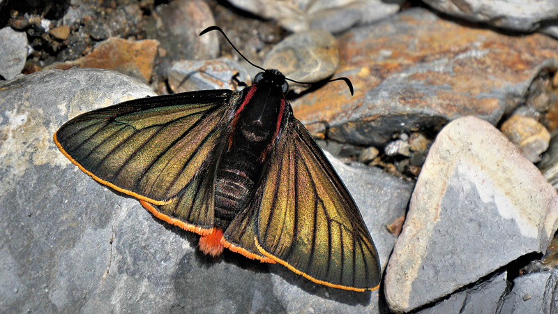 Telassa Firetip, Pyrrhopyge telassa ssp. croceimargo (Mabille & Boullet, 1908).   Rio Negro, Vagantes, Coroico, Yungas, Bolivia december 21, 2017. Photographer; Peter Mllmann