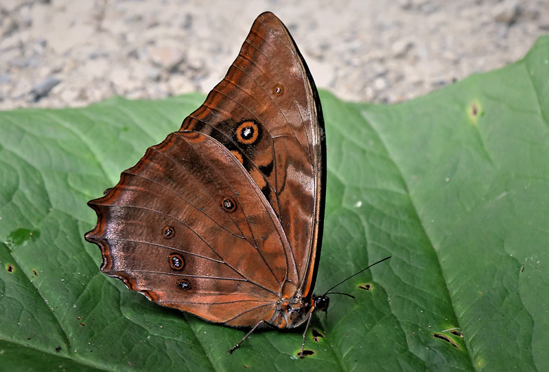 Amphitryon Morpho, Morpho amphitryon ssp. susarion (Fruhstorfer, 1913). .  Ecovia, Coroico, Yungas, Bolivia december 17, 2017. Photographer; Peter Mllmann