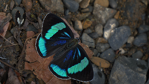 Mesotaenia vaninka ssp. doris (C. Felder & R. Felder, 1861). Caranavi, Yungas, Bolivia december 26, 2017. Photographer; Peter Møllmann