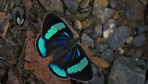 Mesotaenia vaninka ssp. doris (C. Felder & R. Felder, 1861).  Caranavi, Yungas, Bolivia december 26, 2017. Photographer; Peter Mllmann   