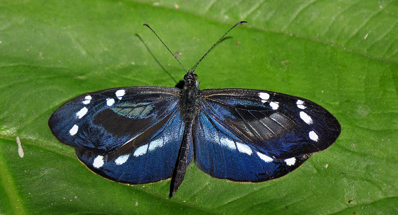 Dismorphia teresa (Hewitson, 1869) male. Ecovia Coroico, Yungas, Bolivia december 17, 2017. Photographer; Peter Mllmann