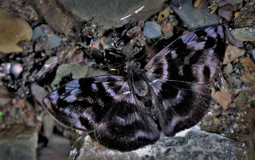 Infanda Duskywing, Ebrietas infanda (A. Butler, 1877). Caranavi, Yungas, Bolivia december 31, 2017. Photographer; Peter Mllmann