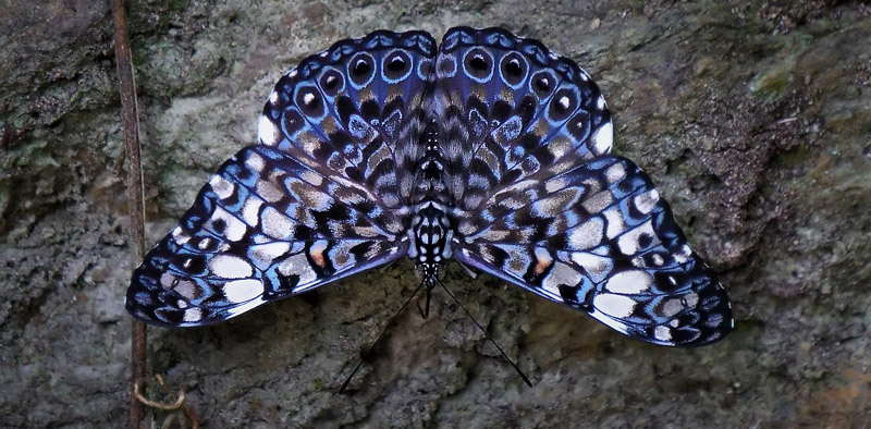 Maybe a Orange Cracker, Hamadryas fornax ssp. fornax (Hbner, 1823)?  Caranavi, Yungas, Bolivia december 27, 2017. Photographer; Peter Mllmann  ID by Peter Mllmann