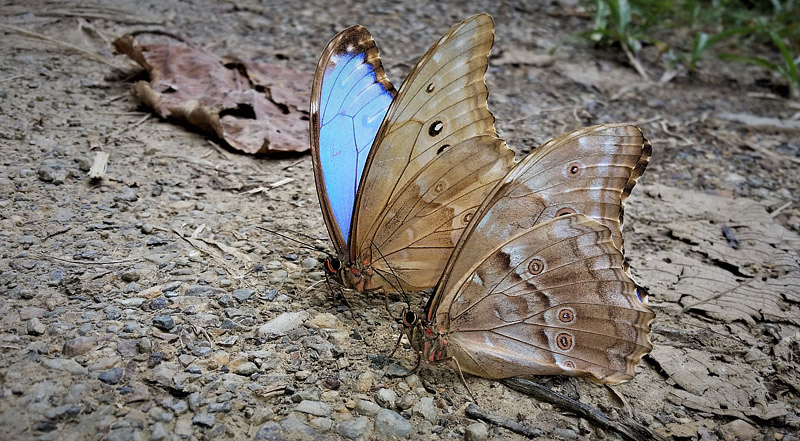 Giant Light-blue Morpho, Morpho godartii ssp. godartii (Gurin-Mneville, 1844) male. Caturapi, Caranavi, Yungas, Bolivia february 26, 2018. Photographer; Peter Mllmann