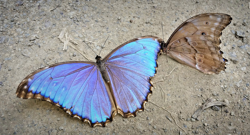 Giant Light-blue Morpho, Morpho godartii ssp. godartii (Gurin-Mneville, 1844) male. Caturapi, Caranavi, Yungas, Bolivia february 26, 2018. Photographer; Peter Mllmann