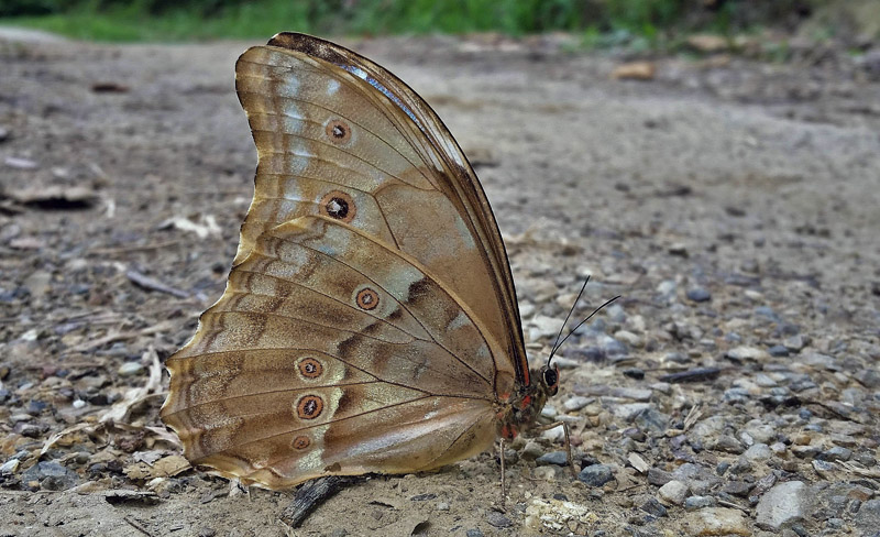 Giant Light-blue Morpho, Morpho godartii ssp. godartii (Gurin-Mneville, 1844) male. Caturapi, Caranavi, Yungas, Bolivia february 26, 2018. Photographer; Peter Mllmann