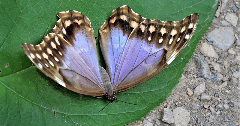 Giant Light-blue Morpho, Morpho godartii ssp. godartii (Gurin-Mneville, 1844) female. Caturapi, Caranavi, Yungas, Bolivia february 26, 2018. Photographer; Peter Mllmann