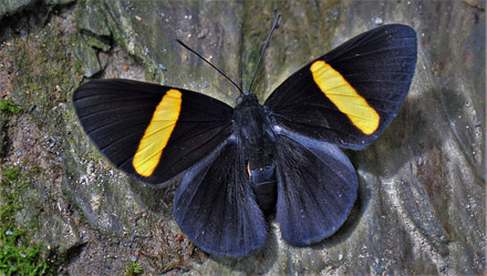 Orange-barred Velvet. Panara phereclus (Linnaeus, 1758). Pusiliani, Caranavi, Yungas, Bolivia february 16, 2018. Photographer; Peter Møllmann