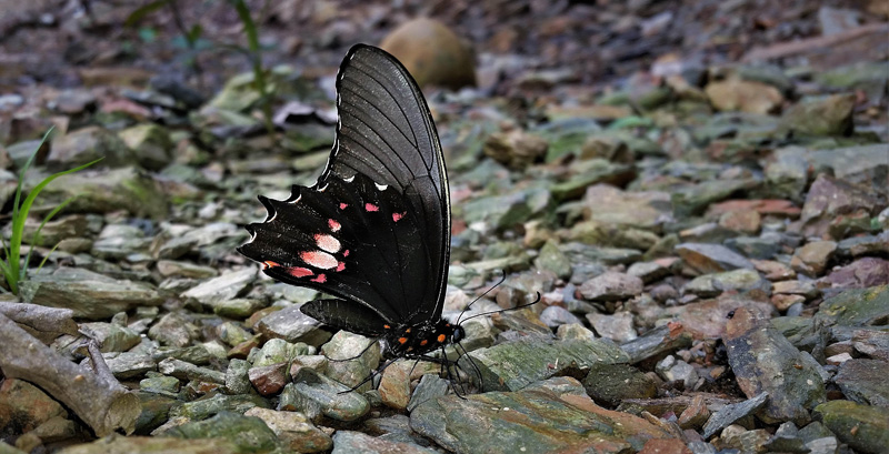 Ruby-spotted Swallowtail, Heraclides anchisiades ssp. anchisiades (Esper, 1788). Caranavi, Yungas, Bolivia january 15, 2018. Photographer; Peter Mllmann