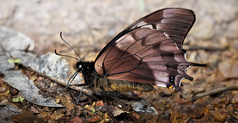 Cloud-frosted Swallowtail, Pterourus warscewiczii (Hopffer, 1865).  Caranavi, Yungas, Bolivia january 8, 2018. Photographer; Peter Mllmann