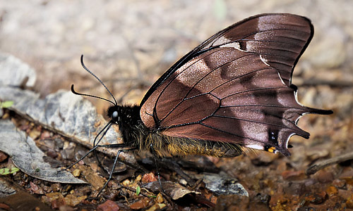 Cloud-frosted Swallowtail, Pterourus warscewiczii (Hopffer, 1865).  Caranavi, Yungas, Bolivia january 8, 2018. Photographer; Peter Mllmann