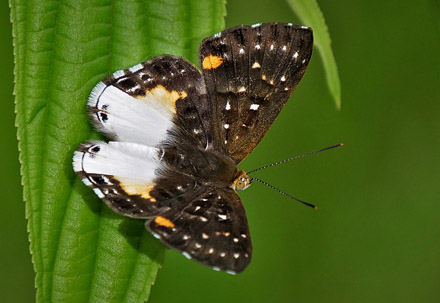 Zygia Metalmark, Lemonias zygia ssp. chea (Hewitson 1863). Pusiliani, Caranavi, Yungas, Bolivia february 16, 2018. Photographer; Peter Mllmann