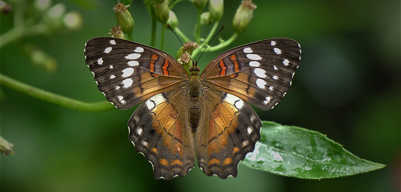 Red Peacock, Anartia amathea ssp. sticheli (Fruhstorfer, 1907) female. Caranavi, Yungas, Bolivia january 15, 2018. Photographer; Peter Mllmann