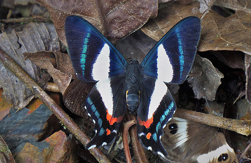 Caranavi highlands, Yungas, Bolivia february 19, 2018. Photographer; Peter Mllmann