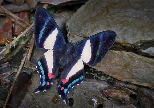Caranavi highlands, Yungas, Bolivia february 19, 2018. Photographer; Peter Møllmann