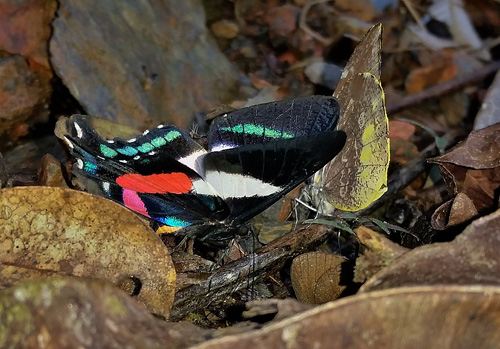 Caranavi highlands, Yungas, Bolivia february 19, 2018. Photographer; Peter Mllmann