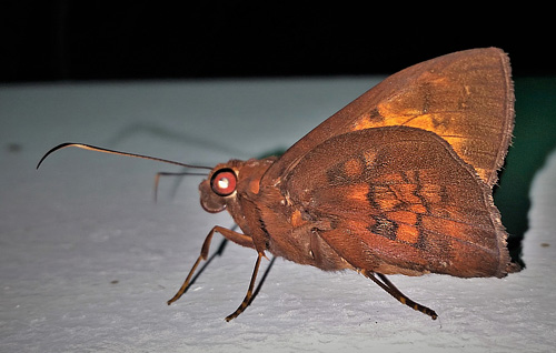 Dark-cheeked Scarlet-eye, Bungalotis astylos (Cramer, 1780).  Caranavi, Yungas, Bolivia febrnuary 1, 2018. Photographer; Peter Mllmann